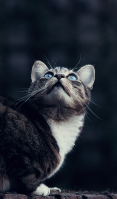 lensblr-network:  Blue eyes and whiskers. by Kyle Bonallo  (kylebonallo.com)