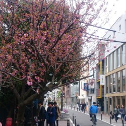 At #Harajuku 🌼🌼🌼 #Sakura   #fashion district in #Tokyo