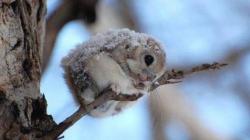 He looks so cold, and yet he’s got a fur coat on (Momonga or Japanese Dwarf Flying Squirrel)