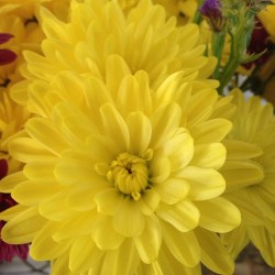 Flower #yellow #pretty