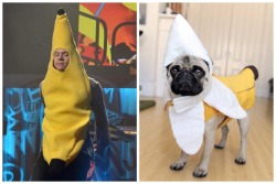 puglifestyles:  pugs love to be bananas