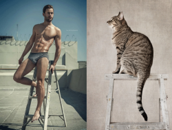 Des Hommes et des Chatons