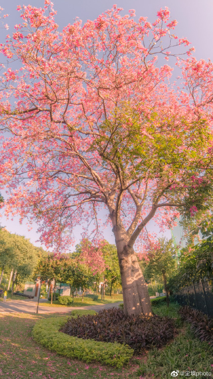 fuckyeahchinesegarden:  silk floss tree (ceiba speciosa) by 尘埃photo