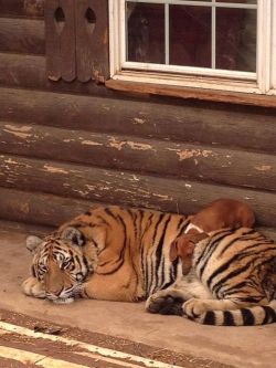 beautymothernature:  Tiger and weiner dog share moments 