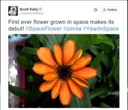 the-errant-mycorrhizae:  First flower ever grown in space bloomed