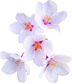 transparent-flowers:  Cherry Blossom from the Prunus genus. (x).