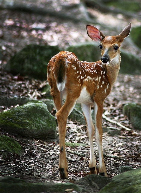 Grace personified (White-tailed deer fawn)