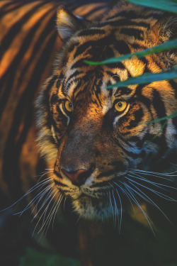 visualechoess:  Sunset Tiger by: patrick strock 