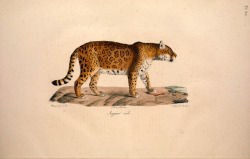 wapiti3:  Natural history of mammals   By Geoffroy Saint-Hilaire,