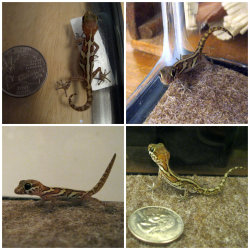 markscherz:  maadgori:  Gecko~  Paroedura picta 