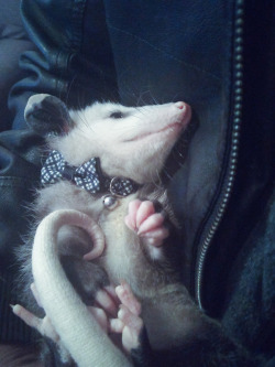 nergaltheopossum:Excuse me, I’m a bit bow-tied up with a photoshoot.