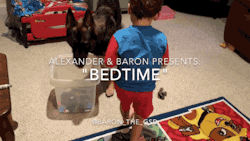gifsboom:  Video: German Shepherd Helps Toddler Get Ready for