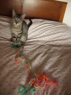are you proud of what you’ve done to that yarn ball, cat,