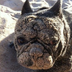 bossthefrenchbulldog:  ROAR!!! #Bossthefrenchbulldog http://ift.tt/192IAu8