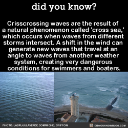 did-you-kno:  Crisscrossing waves are the result of  a natural