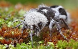 astronomy-to-zoology:  “Panda Ant” (Euspinolia militaris)