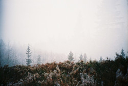 danielodowd:  deep forest by Marthe Hagen on Flickr. 