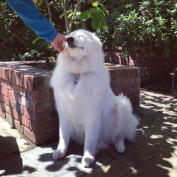 skookumthesamoyed:  best scritchins