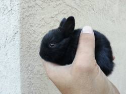 awwww-cute:  I let my two “female” rabbits have free run