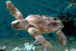 montereybayaquarium:  Sea Turtle Hatchling Heading to Monterey