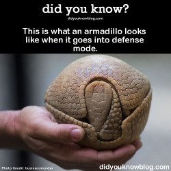 did-you-kno:  This is what an armadillo looks like when it goes