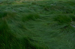 soft-petal:  grass by the ocean 