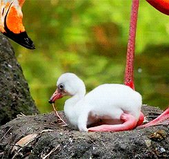 dailyanimals:  [x] 
