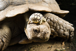 Turtle’s eye view (a 4 day old African Spurred Tortoise sits