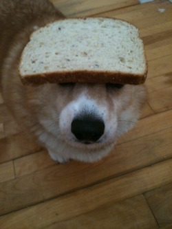 thingsonhazelshead: bread, bread, BREAD!……….Revenge.