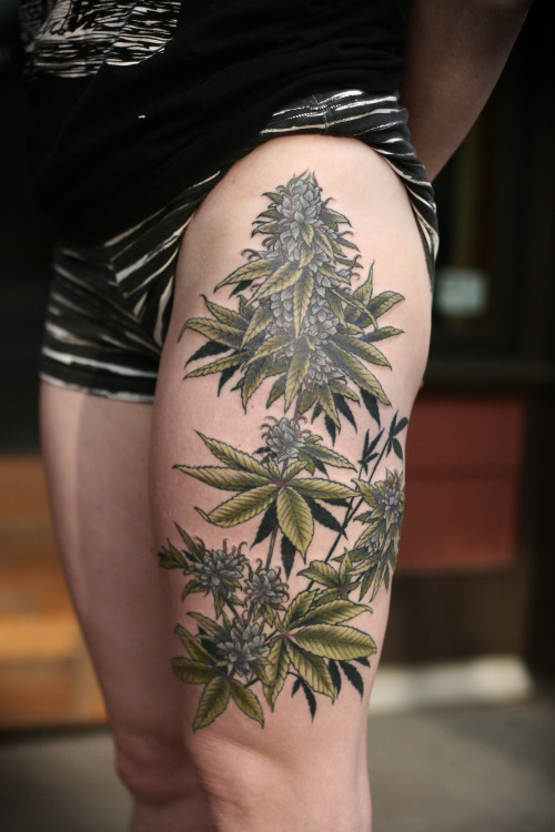 kirstenmakestattoos:  Kinda shiny, excited to get healed pics, but so thrilled to finish this giant cannabis plant for Kelsey! Thanks so much! 