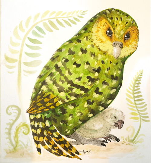 nuclearlemons:  kakapo