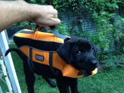 amazingcacti:  awwww-cute:  Baby got his first life vest  baaaabyyyy