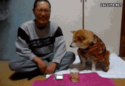 witchsistah:  asezawesome:   Shiba Inu Prevents Owner From Drinking