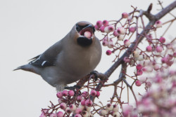 awkwardsituationist:  every december, waxwings descend on great