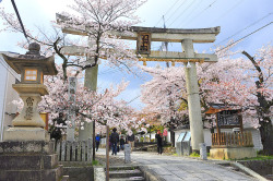 minuga-hana:  Cherry Blossoms, Torii of Muko-jinja Shrine, Kyoto