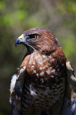 peregrineinastoop:  Broad-winged Hawk by MikaErkki 