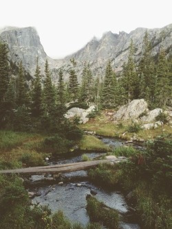 calms:  nature/vintage blog