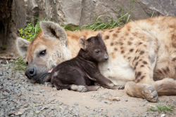 thepredatorblog:  minimato:  bonus spotted hyena (Crocuta crocuta)