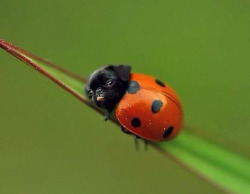 tastefullyoffensive:  Ladypug [x]