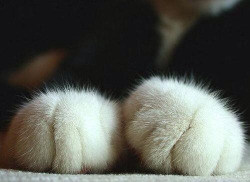 Paws for the cause.