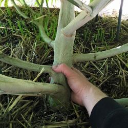 thedailychief:  Looks like a tree 😮😵📷: instagram.com/komathegrower