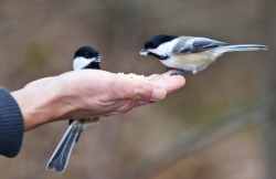 Brave bewinged beauties (handfeeding Chickadees)