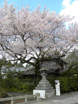 rad-japan:  x-lu:  Kyoto Gyoen National Garden (京都御苑) 