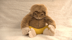 tastefullyoffensive:  Video: Year of the Monkey Cat (gifs by thund3rbolt)