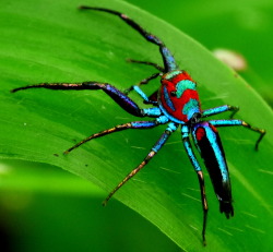 tangledwing:  A jumper spider (Chrysilla lauta). While this species