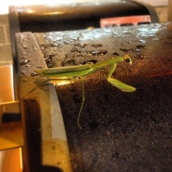 Praying Mantis chillen on a weber the other night at work. #prayingmantis