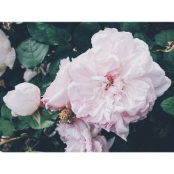 Pinks
