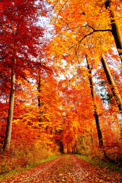 lori-rocks:  Colors of Fall (by Pixeled79) 