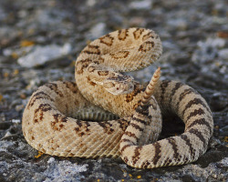 untouchedearth:  Rattler (by Mountain Mike)