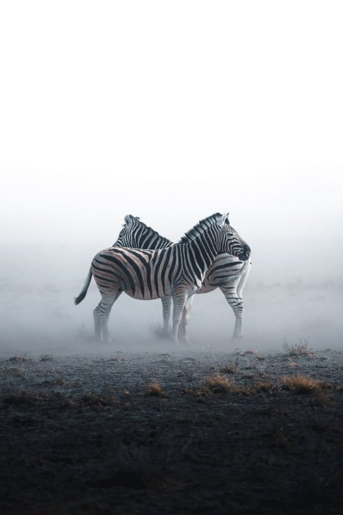 j-k-i-ng:“Endurance” by | Anskar LenzenEtosha, Namibia, South